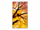 Sharp MultiSync M502 Digital Signage Flachbildschirm 127 cm (50) LCD 550 cd/m² 4K Ultra HD Schwarz 24/7